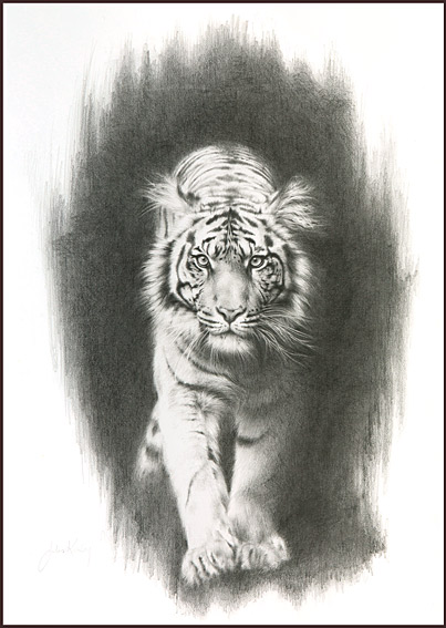 Jules Kesby , tiger pencil drawing